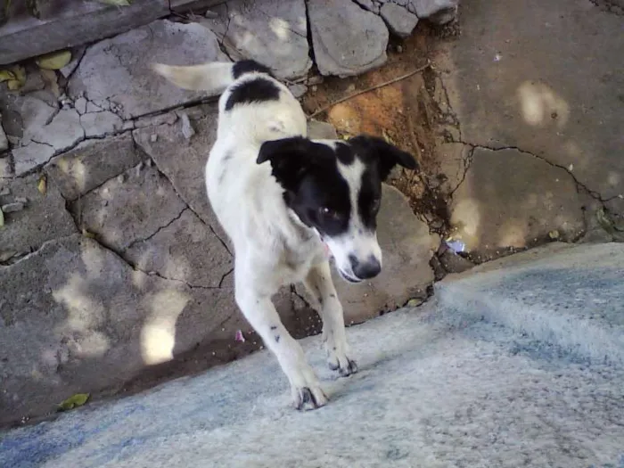 Cachorro ra a SRD idade  nome Tobby