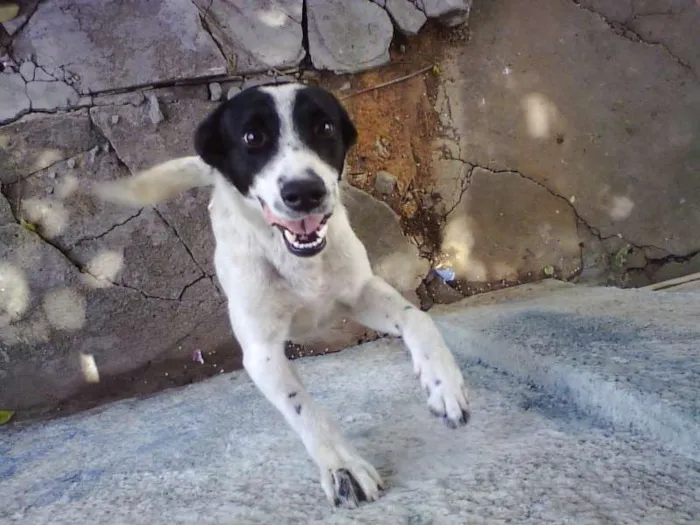Cachorro ra a SRD idade  nome Tobby