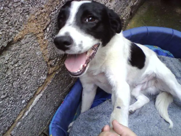 Cachorro ra a SRD idade  nome Tobby