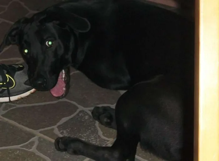 Cachorro ra a Labrador idade 2 anos nome Nina