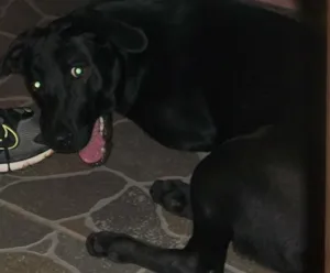 Cachorro raça Labrador idade 2 anos nome Nina