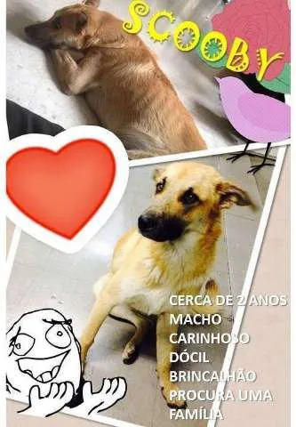 Cachorro ra a Mix pastor idade 2 anos nome Scooby