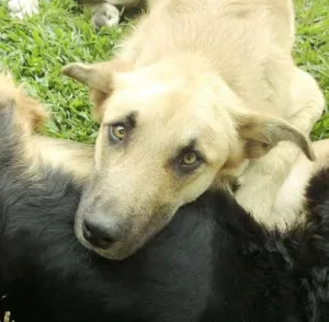 Cachorro raça Mix pastor idade 2 anos nome Scooby