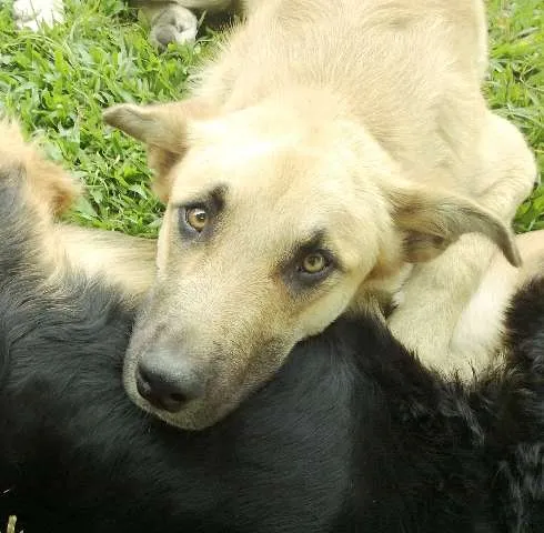 Cachorro ra a Mix pastor idade 2 anos nome Scooby