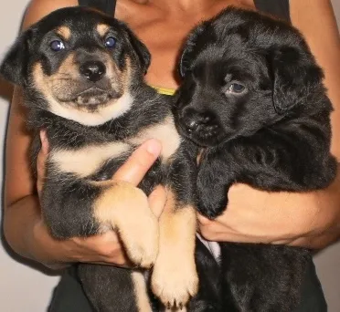 Cachorro ra a SRD idade Abaixo de 2 meses nome Bebezinhos