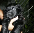 Bebezinhos