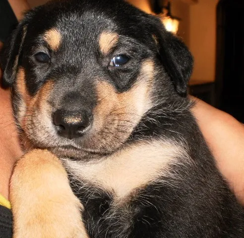 Cachorro ra a SRD idade Abaixo de 2 meses nome Bebezinhos