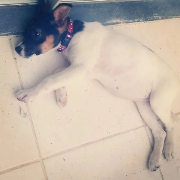 Cachorro ra a SRD idade 2 a 6 meses nome -