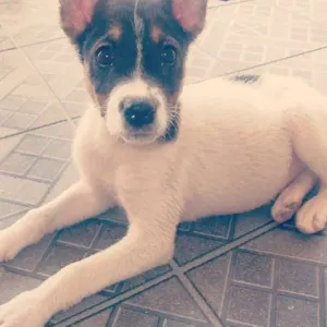 Cachorro raça SRD idade 2 a 6 meses nome -