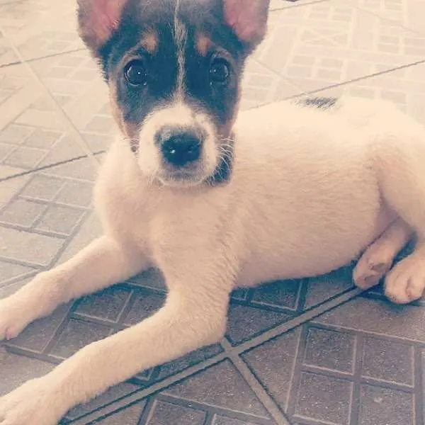 Cachorro ra a SRD idade 2 a 6 meses nome -