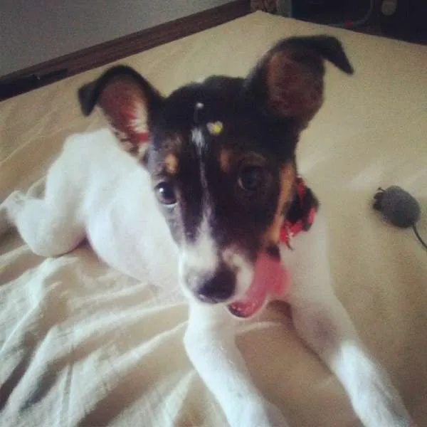 Cachorro ra a SRD idade 2 a 6 meses nome -