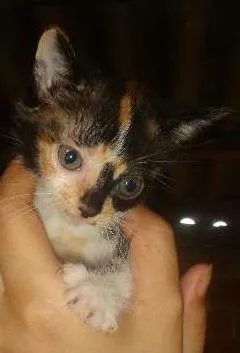 Gato ra a SRD idade 2 a 6 meses nome Peludinha