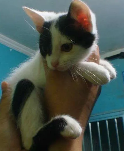 Gato raça srd idade 2 a 6 meses nome fofinha