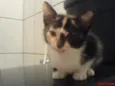 Peludinha