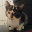 Peludinha