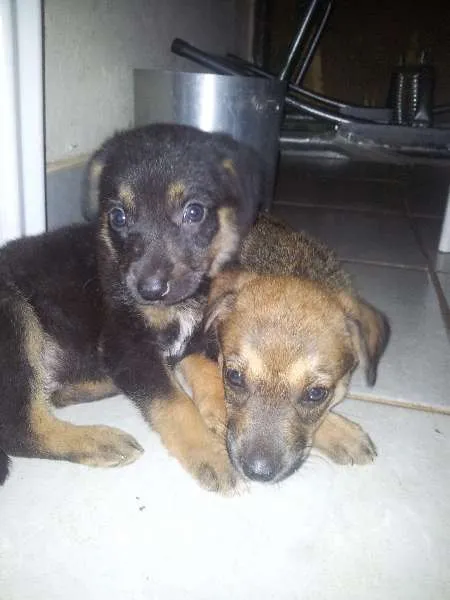 Cachorro ra a SRD idade 2 a 6 meses nome Niko