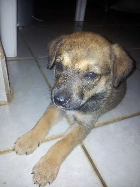 Cachorro ra a SRD idade 2 a 6 meses nome Lily