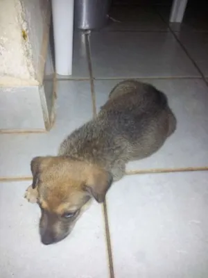 Cachorro raça SRD idade 2 a 6 meses nome Lily