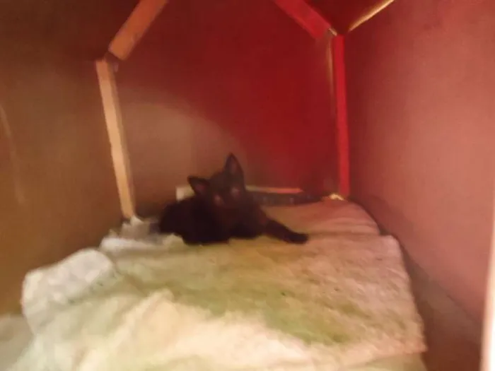 Gato ra a Nda idade Abaixo de 2 meses nome Sem nome