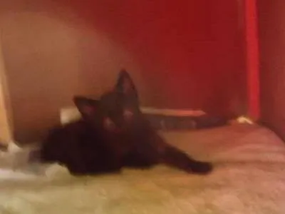 Gato ra a Nda idade Abaixo de 2 meses nome Sem nome