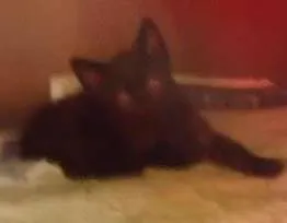 Gato ra a Nda idade Abaixo de 2 meses nome Sem nome