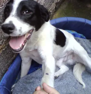 Cachorro raça SRD idade  nome Tobby