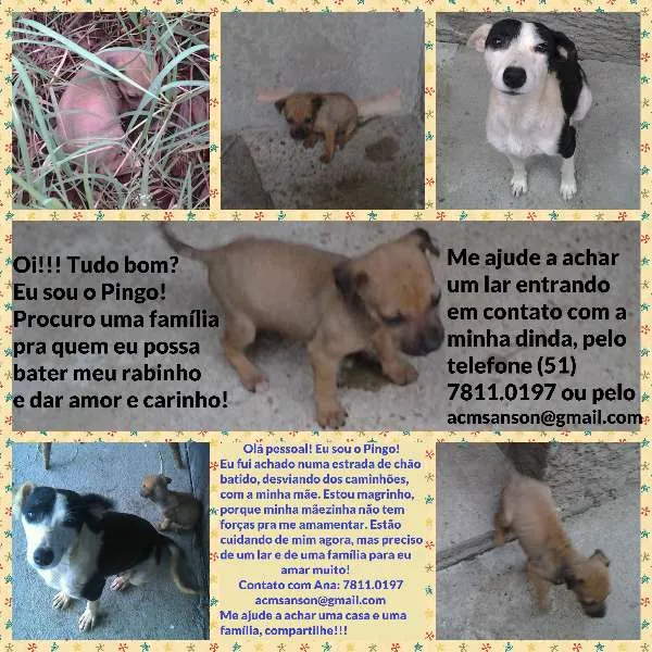 Cachorro ra a SRD idade Abaixo de 2 meses nome Pingo