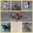 Pingo