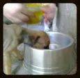Pingo