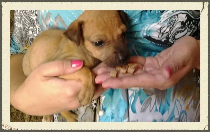 Cachorro ra a SRD idade Abaixo de 2 meses nome Pingo