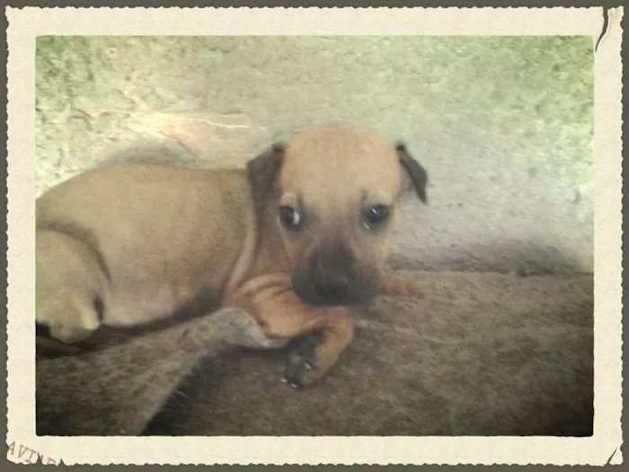 Cachorro ra a SRD idade Abaixo de 2 meses nome Pingo