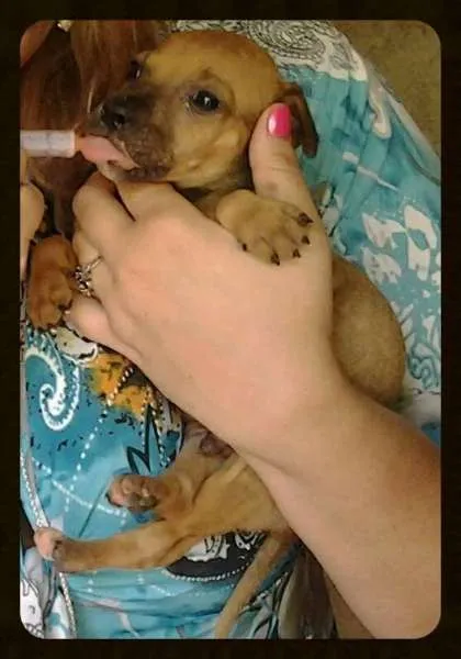 Cachorro ra a SRD idade Abaixo de 2 meses nome Pingo