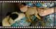 Pingo