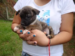 Cachorro raça sem raça idade Abaixo de 2 meses nome sem nome
