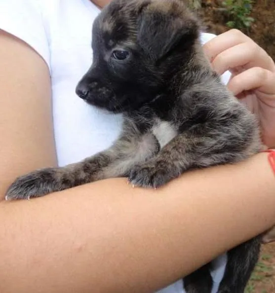 Cachorro ra a sem raça idade Abaixo de 2 meses nome sem nome