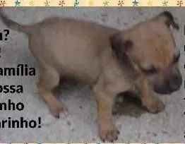 Cachorro ra a SRD idade Abaixo de 2 meses nome Pingo