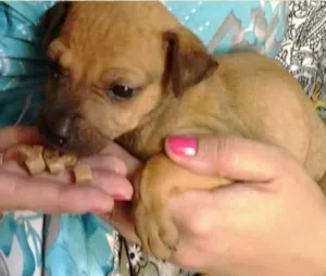 Cachorro raça SRD idade Abaixo de 2 meses nome Pingo
