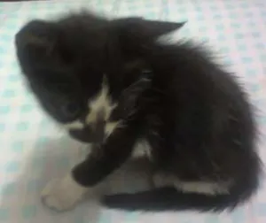 Gato raça srd idade Abaixo de 2 meses nome gatinhos