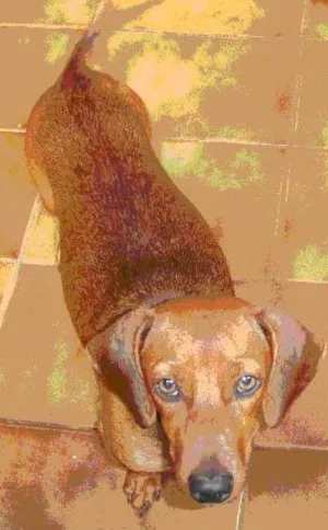 Cachorro raça SRD idade 3 anos nome Babi