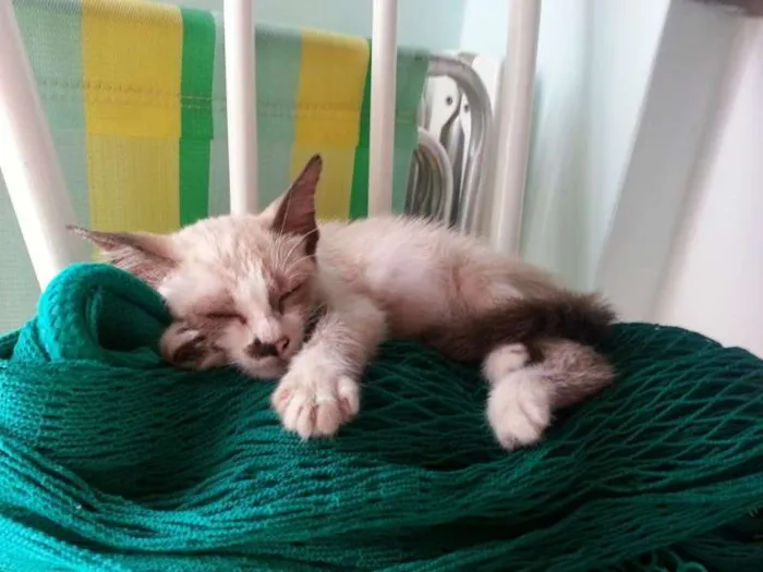 Gato ra a mestiça siames idade 2 a 6 meses nome nina
