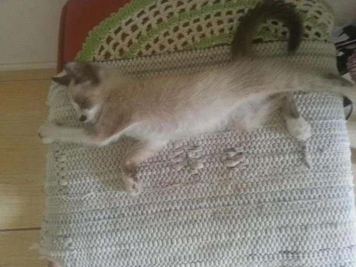 Gato ra a mestiça siames idade 2 a 6 meses nome nina