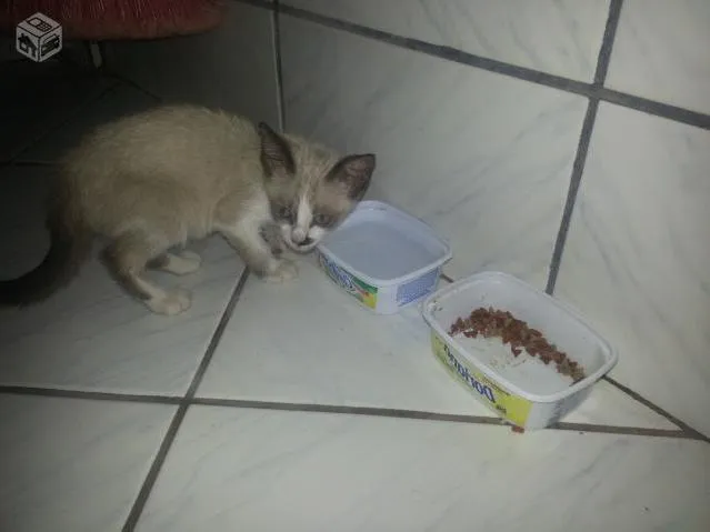 Gato ra a mestiça siames idade 2 a 6 meses nome nina