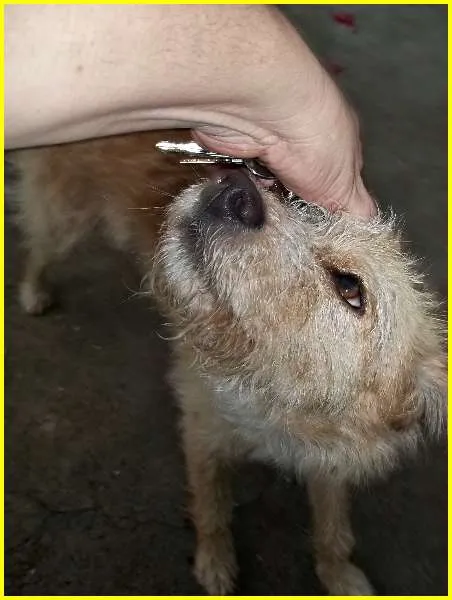 Cachorro raça SRD idade 1 ano nome Getúlio