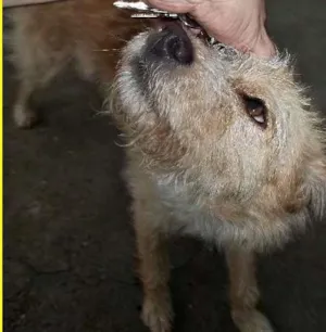 Cachorro raça SRD idade 1 ano nome Getúlio