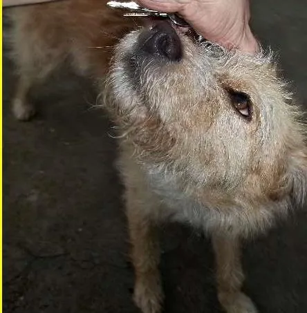 Cachorro raça SRD idade 1 ano nome Getúlio