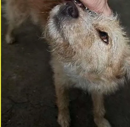 Cachorro raça SRD idade 1 ano nome Getúlio