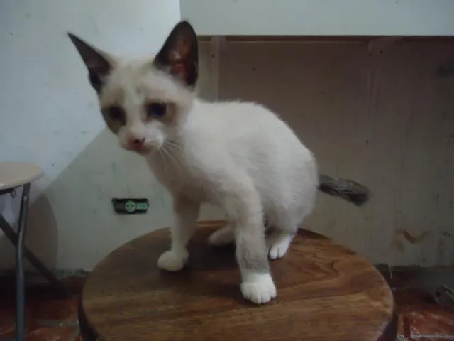 Gato raça SRD idade 2 a 6 meses nome Sem Nome