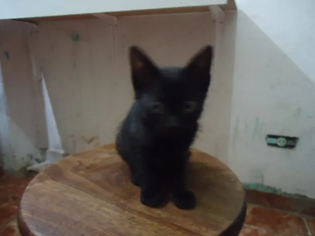 Gato raça SRD idade 2 a 6 meses nome Sem Nome