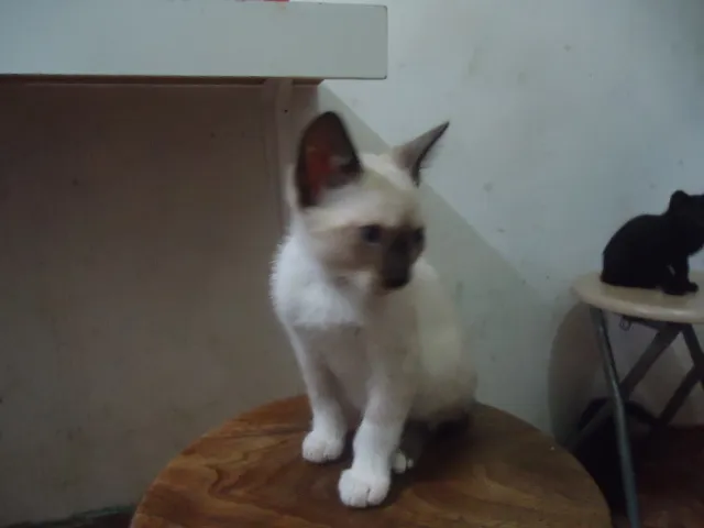 Gato raça SRD idade 2 a 6 meses nome Sem Nome