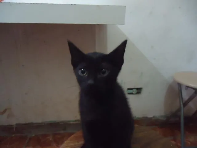 Gato raça SRD idade 2 a 6 meses nome Sem Nome